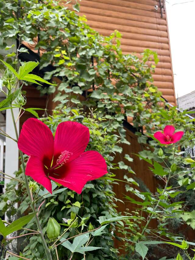 Гостиница Елизавета Феодосия-12